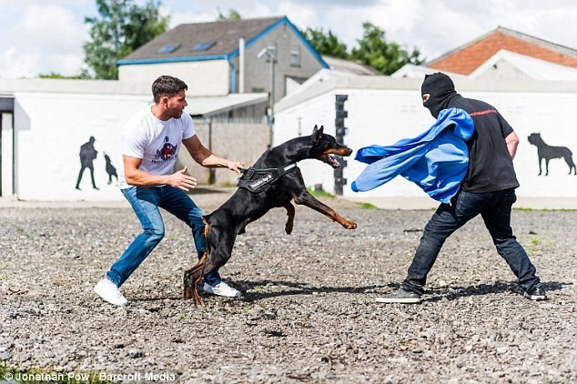 Robert Dye, 30 tuổi và Leedor Borlant, 25 tuổi là hai huấn luyện viên của trung tâm  huấn luyện chó bảo vệ Protection Dogs (Anh). Họ đào tạo những chú chó dữ dằn để bảo vệ chủ tương lai của chúng khi họ gặp nguy hiểm.